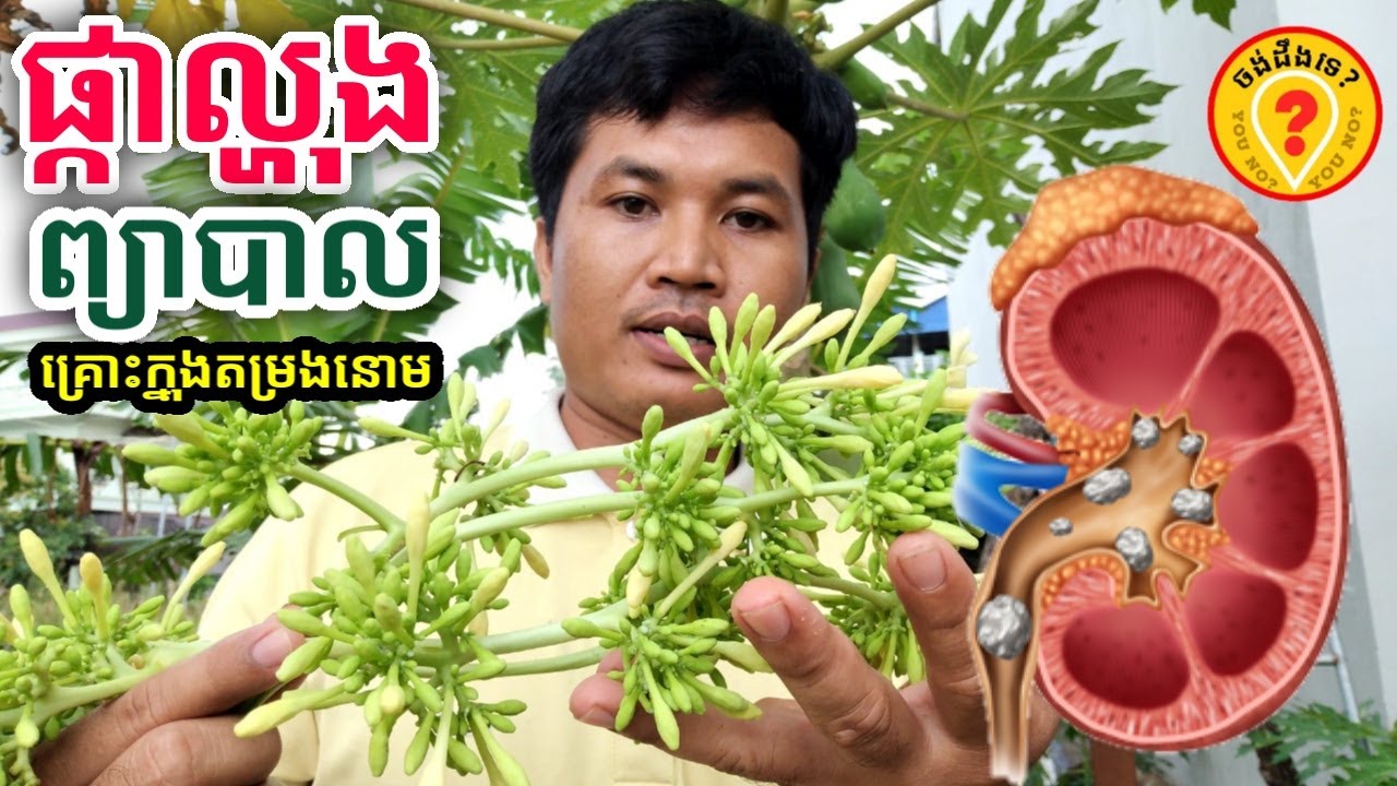 Advantages of Papaya flower អត្ថប្រយោជន៍របស់ផ្កាល្ហុង