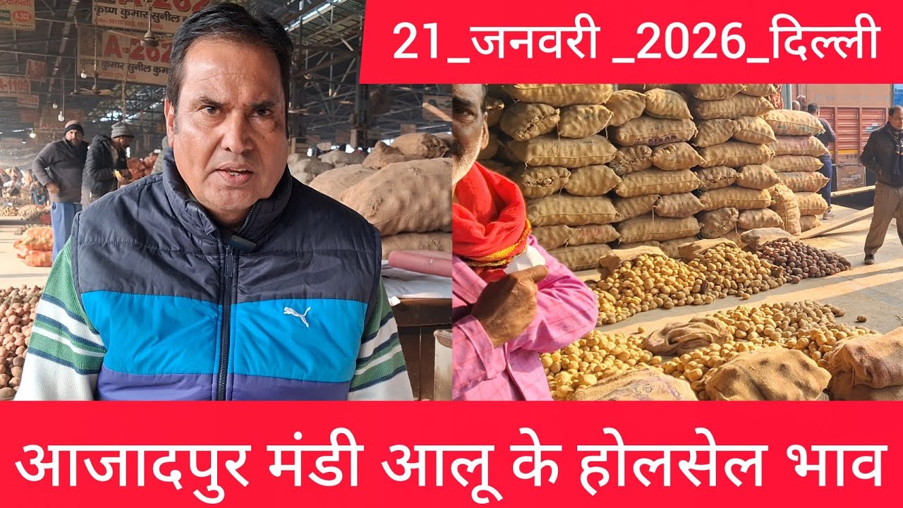 January 21, 2026 दिल्ली 🥔आलू के भाव Azadpur Delhi mandi today #PotatoMarket #delhipotatomarket 