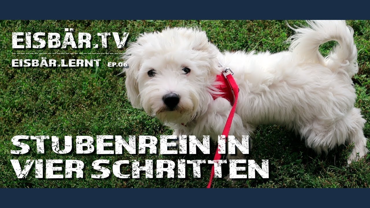 Stubenrein in vier Schritten | Eisbär lernt