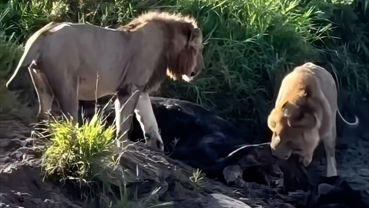 The moment these lion brothers realised one of them is an intruder