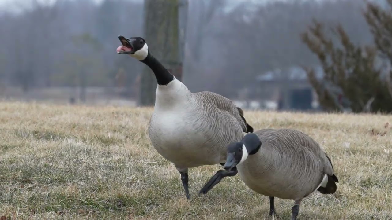 Canada Goose