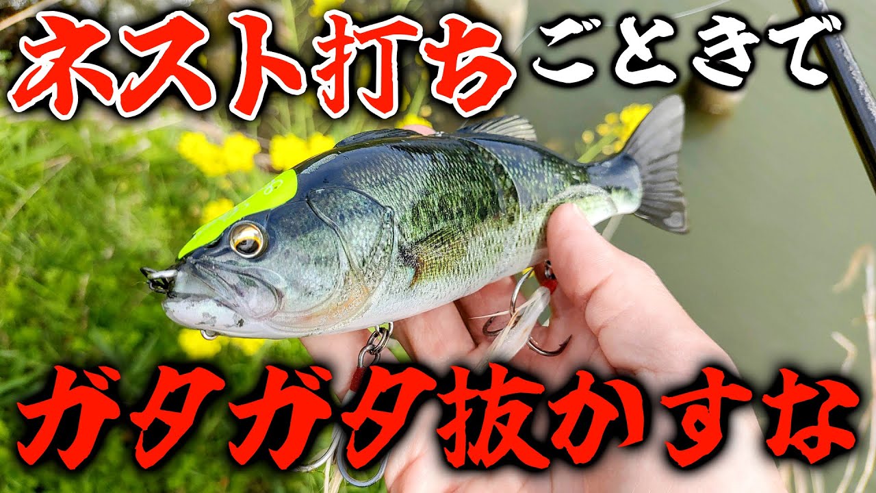 ネスト打ち(撃ち)がどれだけ残酷に見えても許すべき理由【バス釣り/ビッグベイト/ジャイアントベイト】