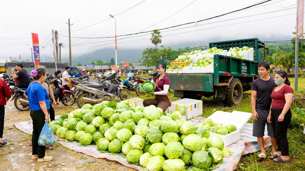 Harvesting 1000 Sugarcane & Cabbage, Use Truck Transport Many Cabbage Go To Market Sell