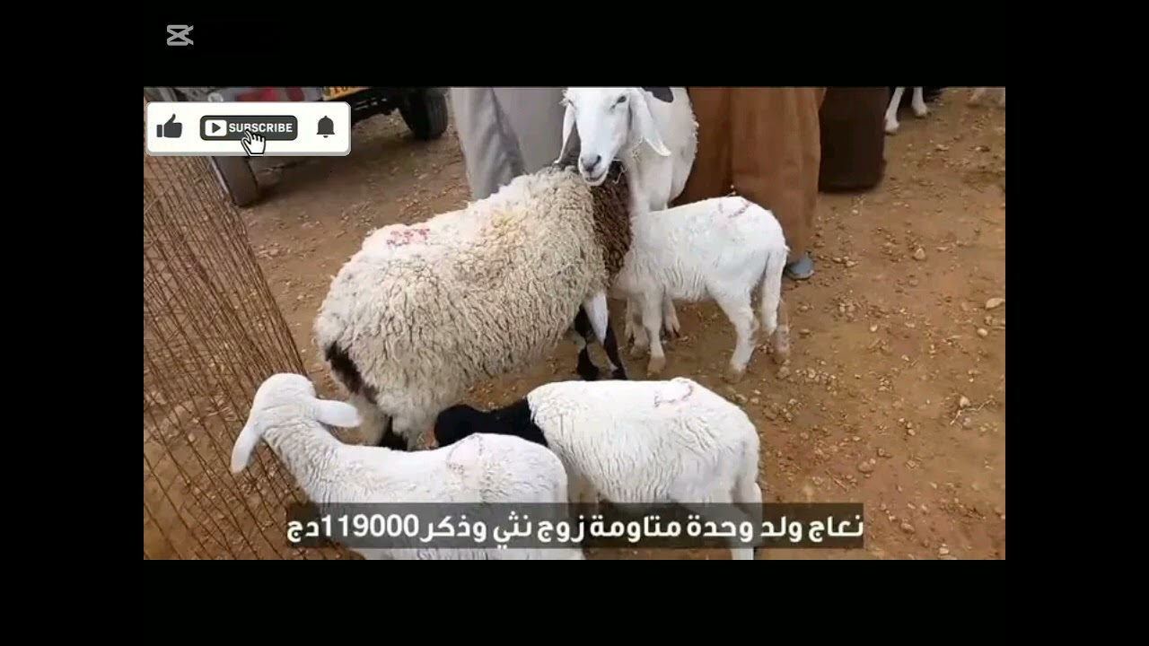 سوق مسعد ولاية الجلفة يوم الأربعاء 21 جانفي 2026