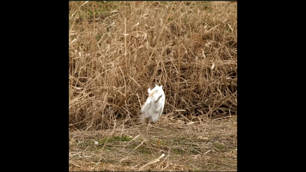 강풍 눈보라 버티는 새들/Birds enduring strong winds and blizzards