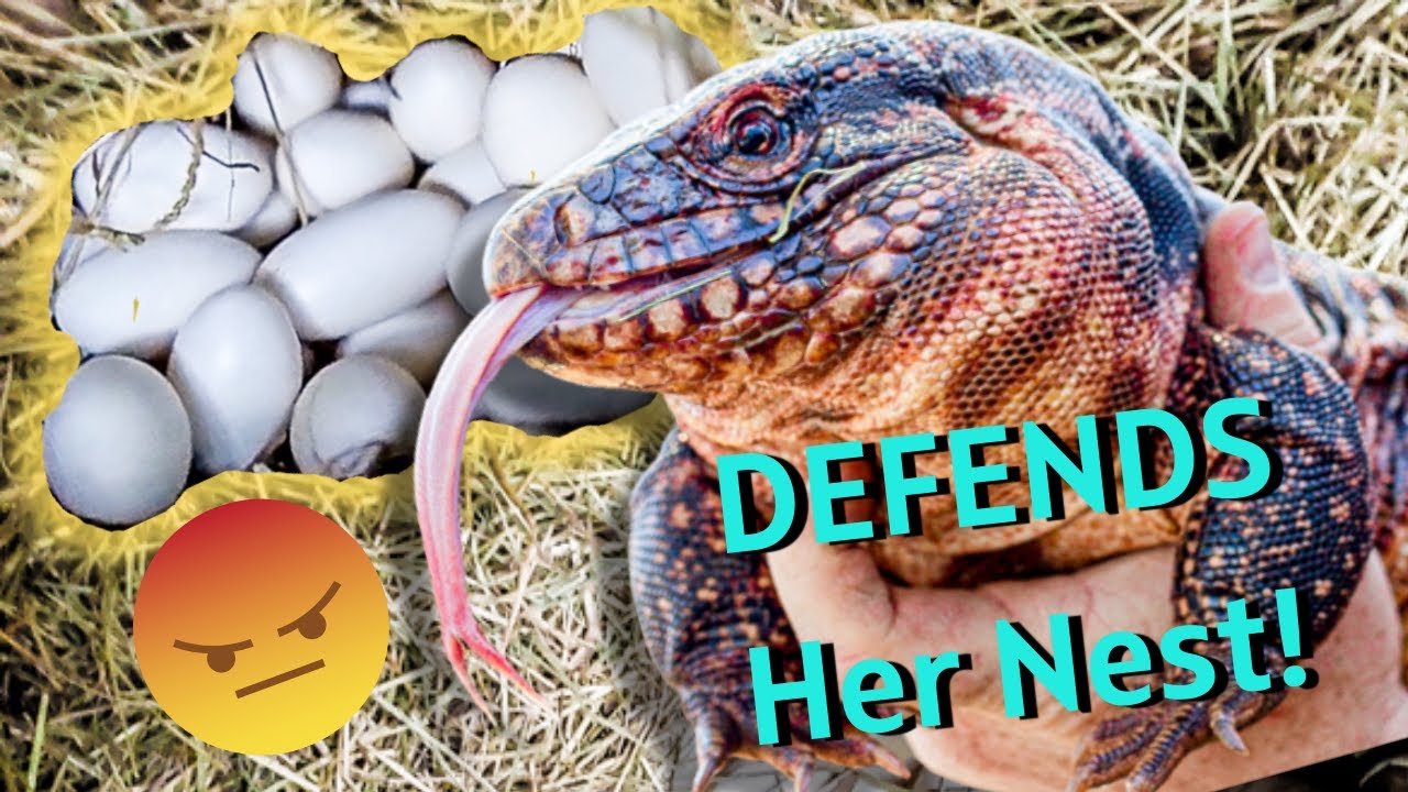 Collecting Eggs From My HUGE FEISTY Red Tegu!