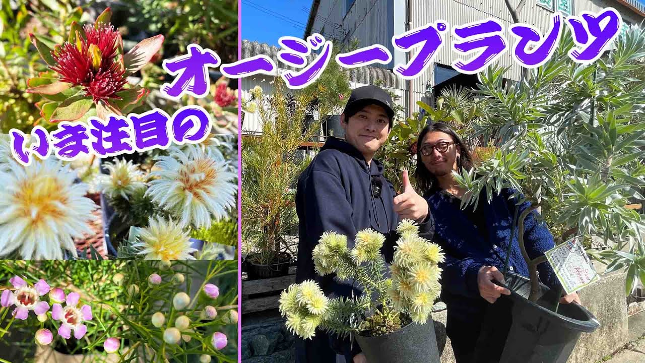 【ラットガーデン】バンクシアやリューカデンドロンなど今注目のオージープランツは鉢植えでもおすすめ【ドライガーデン】