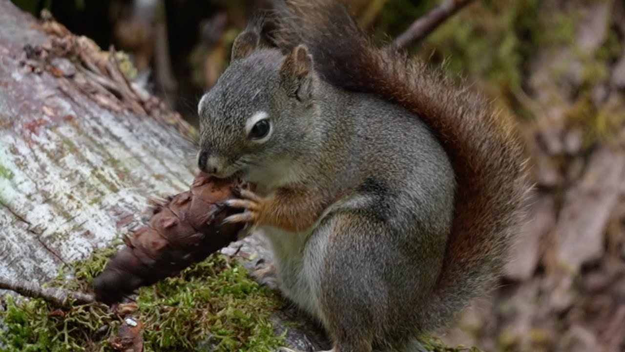 How Does a Squirrel Dismantle a Cone? (Cute Animal Video) #wildlife #squirrel #cuteanimals #cute
