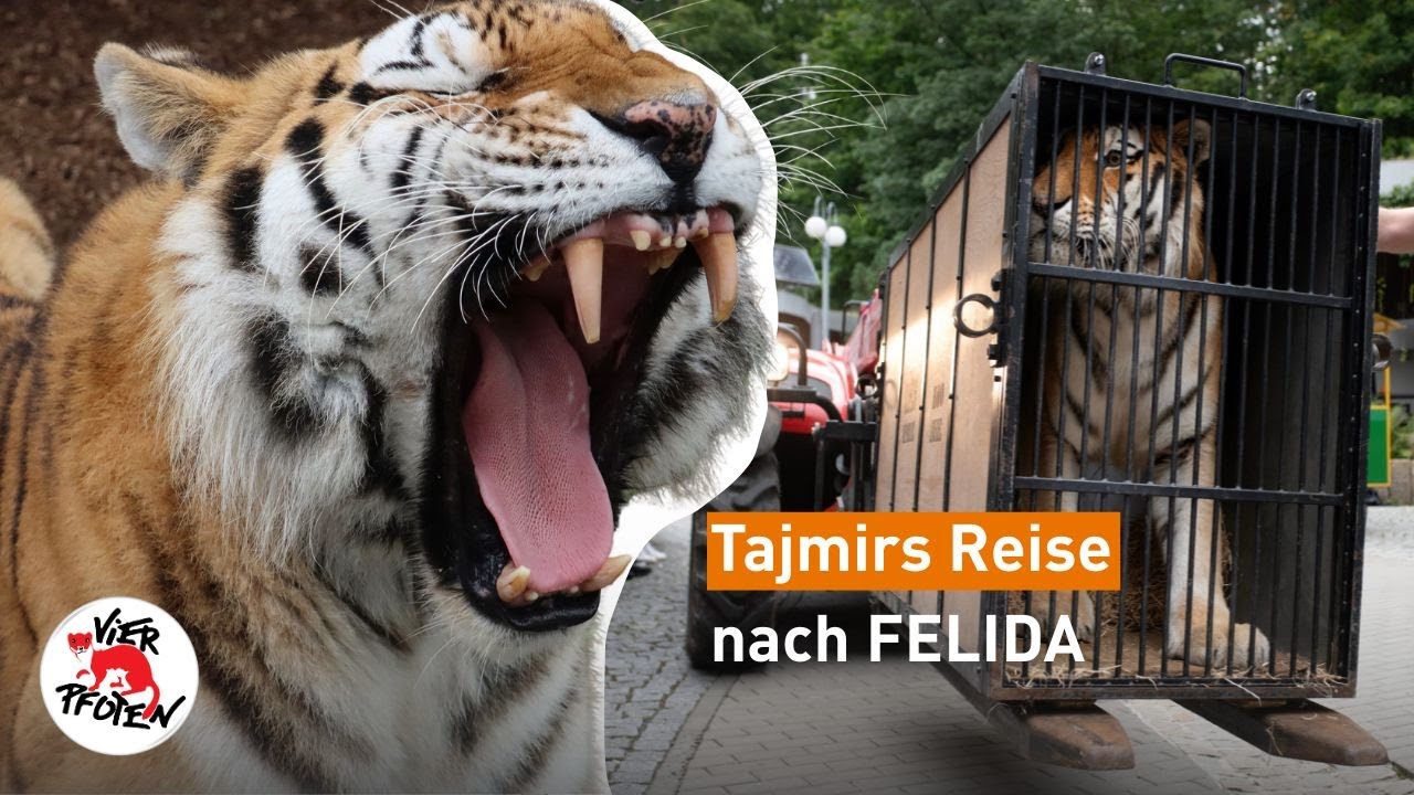Tiger Tajmir: Seine unglaubliche Rettung quer durch Europa ✨🐯 | VIER PFOTEN