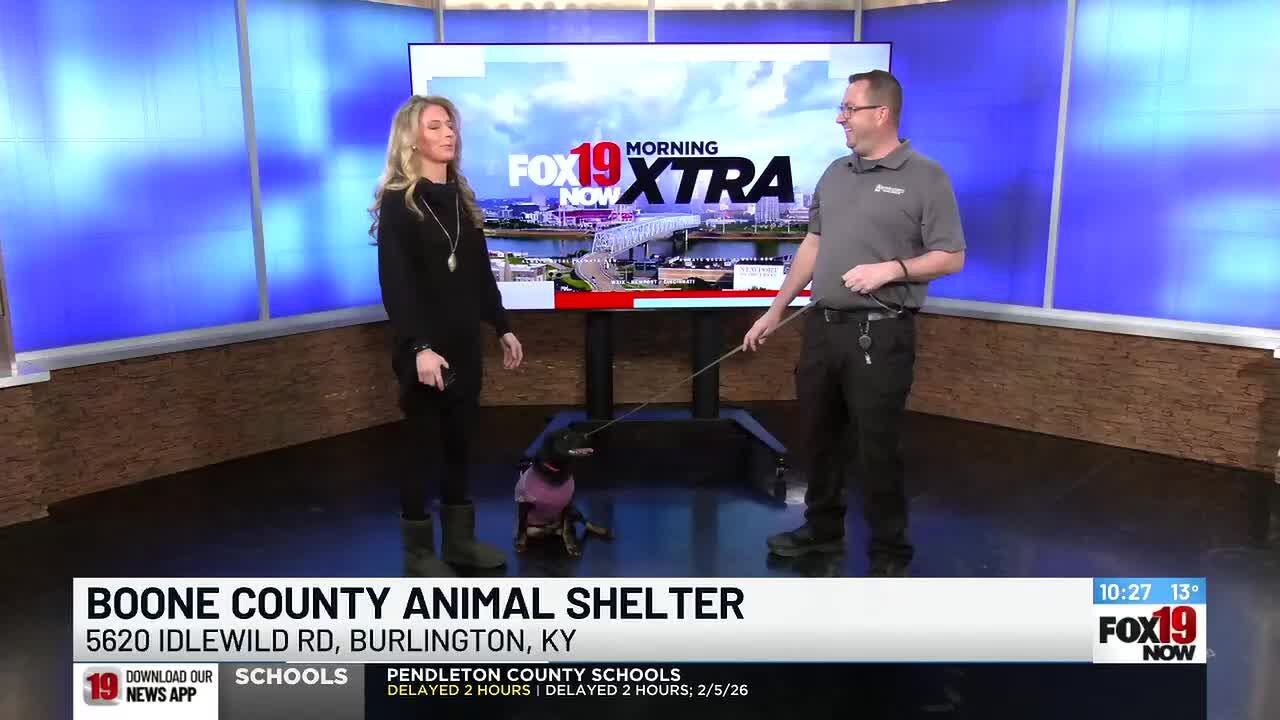 Boone County Animal Shelter to participate in My Furry Valentine pet adoption event