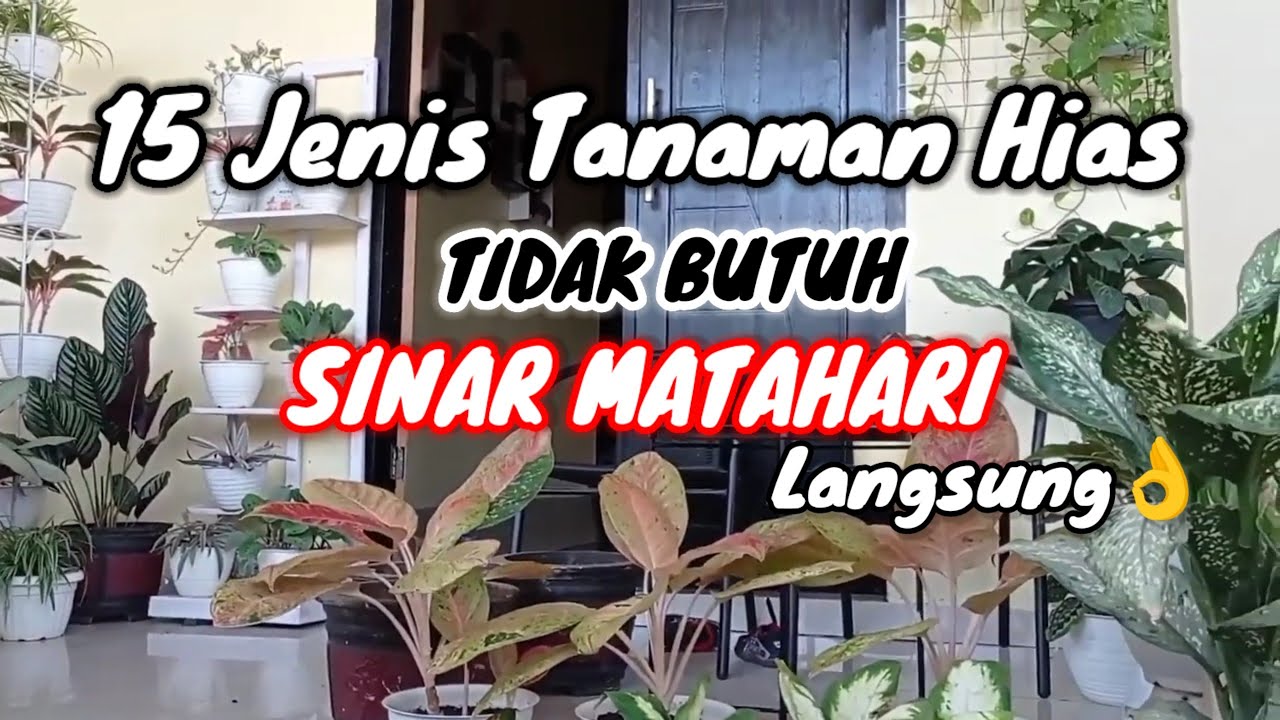15 Tanaman Hias Tidak butuh SINAR MATAHARI langsung❗ alias minim cahaya || cocok dalam Ruangan👌