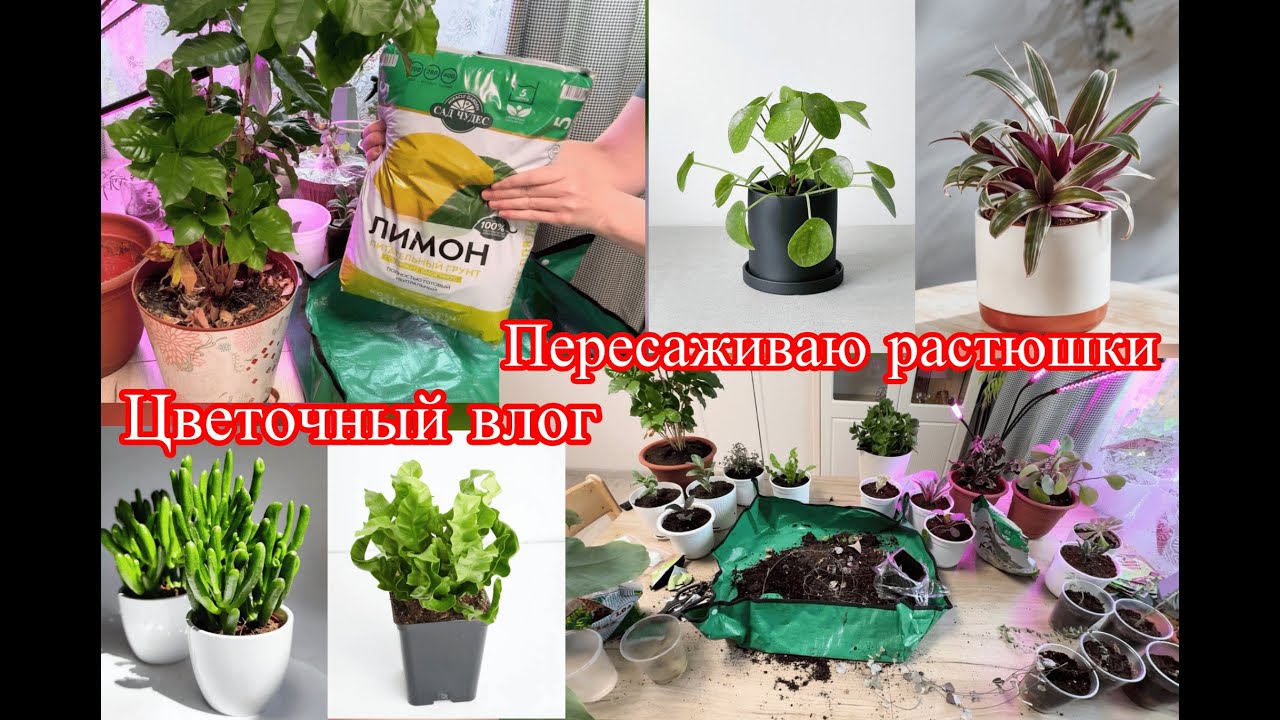 Цветочный влог/ интуитивный садовод / Пересаживаю растюшки 🌱