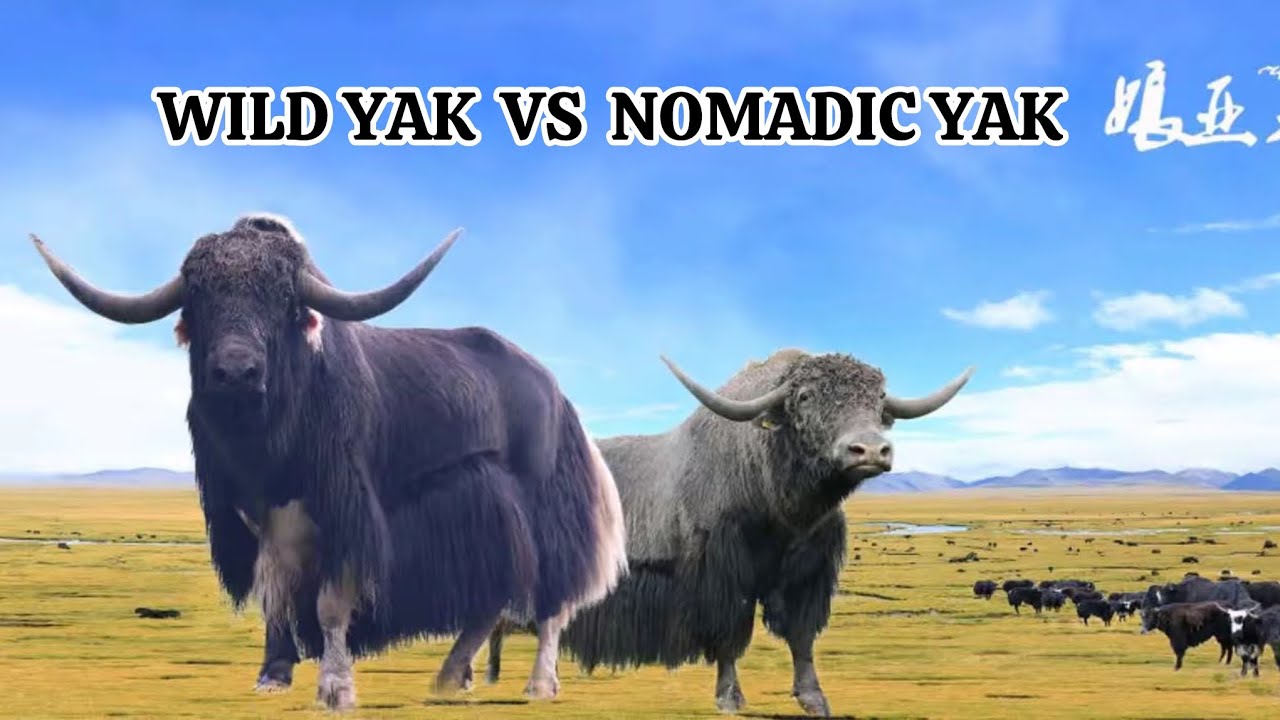 Yak can’t stop to play. Nomadic yak and wild yak. #trending #youtube #viralvideo #yak