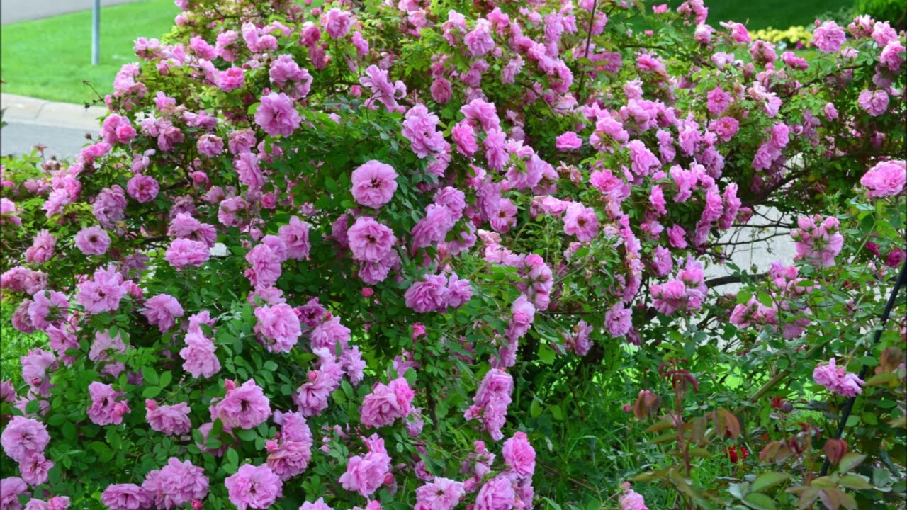 2025 garden highlights