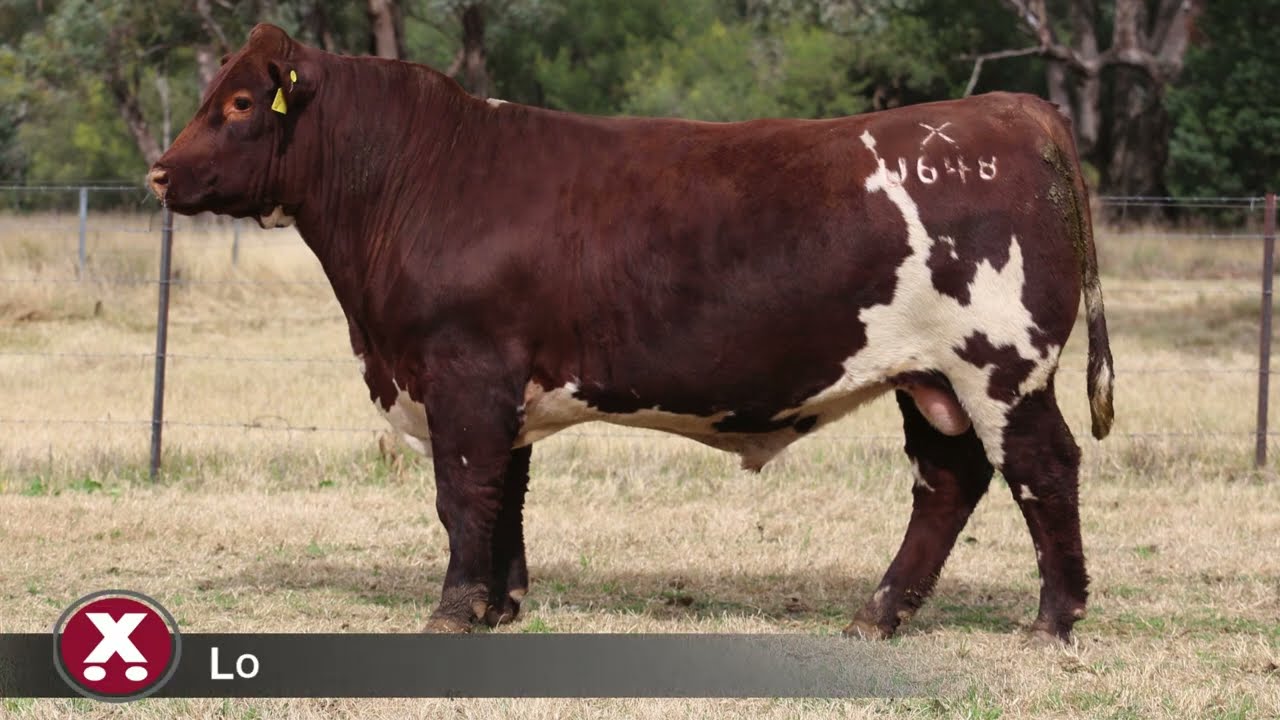 LOT 68 Futurity Untouchable U648 1