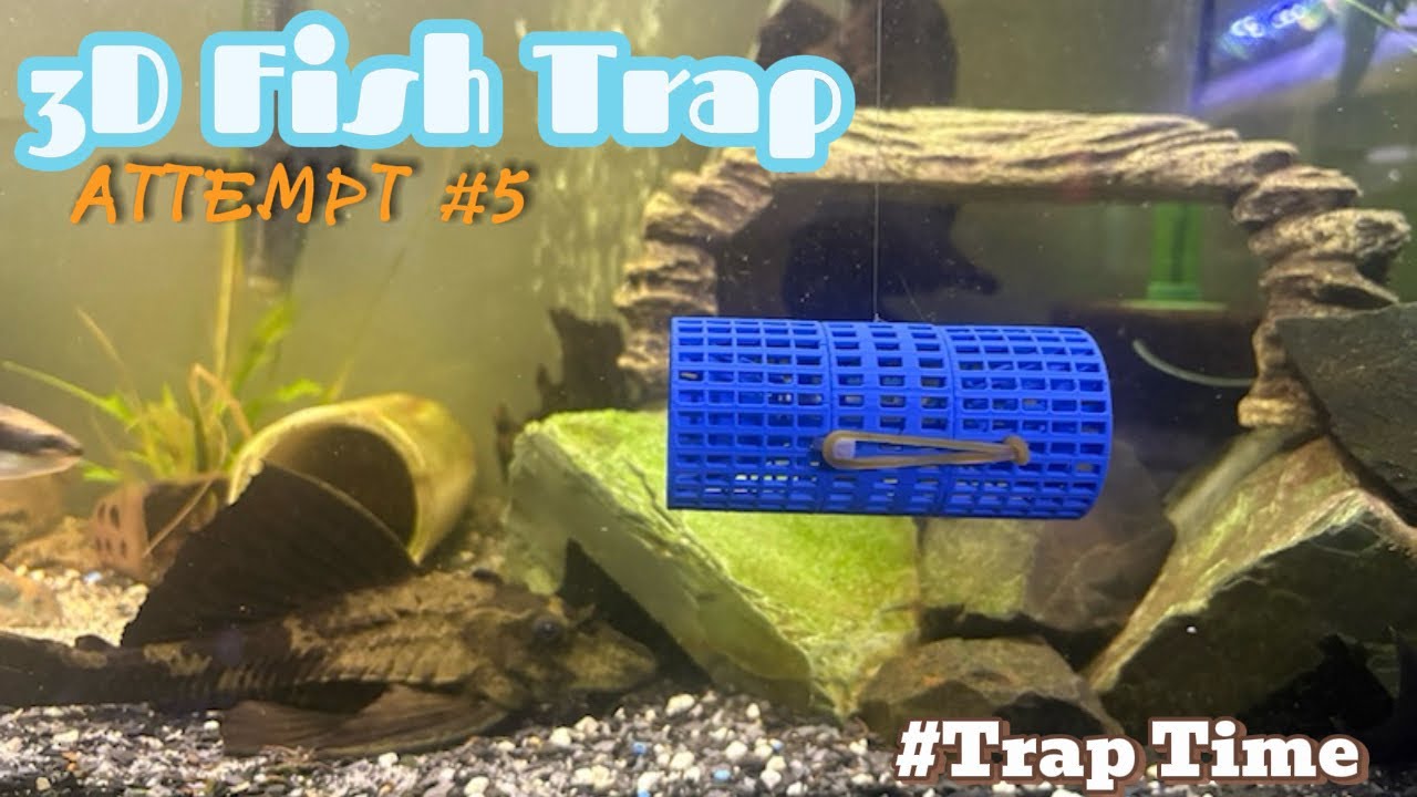 Loach Trap Fifth Attempt! #fishtrap #loaches #fish #pnw #viral #aquarium #fishkeeping #3dprinting