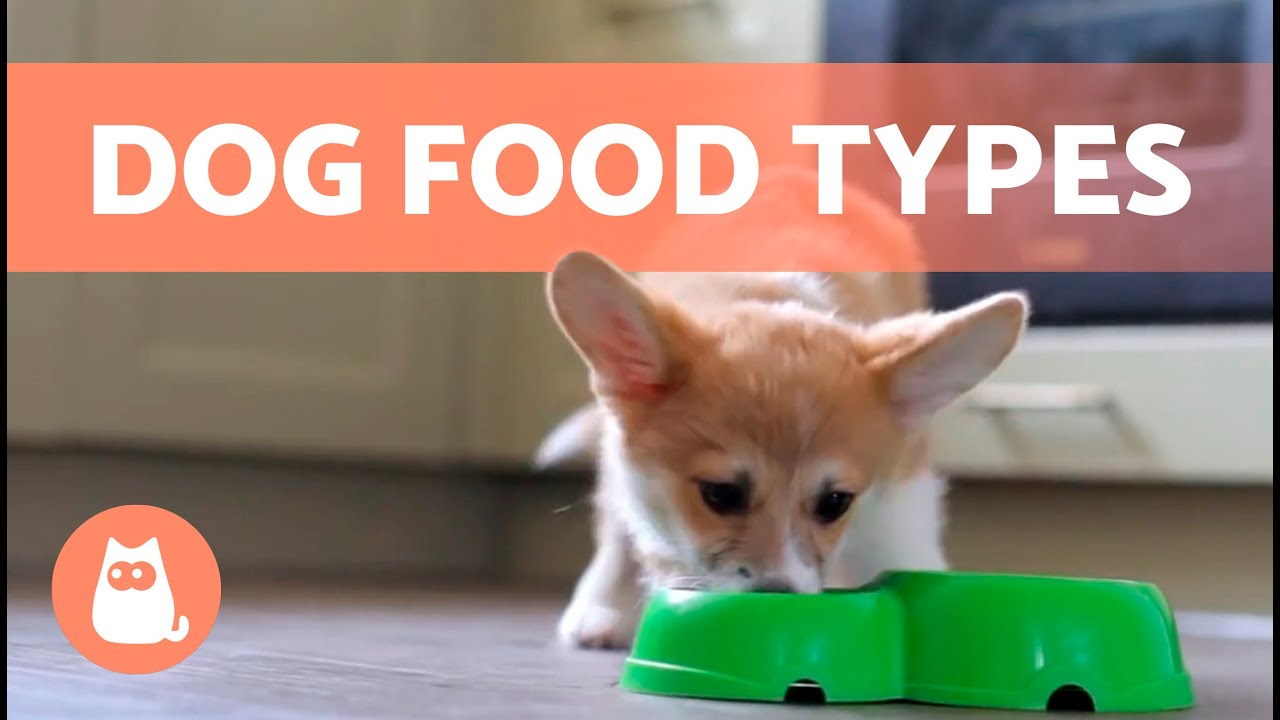 TYPES of DOG FOOD 🐶🥩 Best DIET for Your Dog