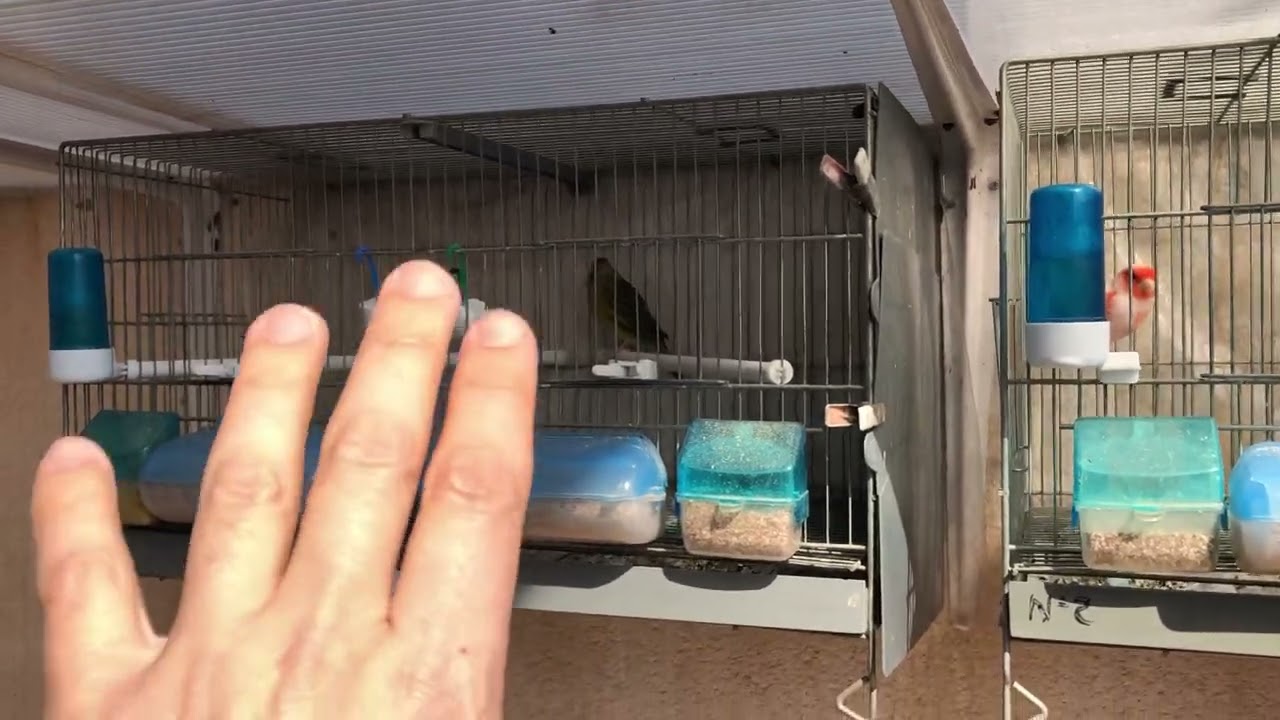 Aviario en el exterior, Aviario en la terraza, cria de canarios,etc…