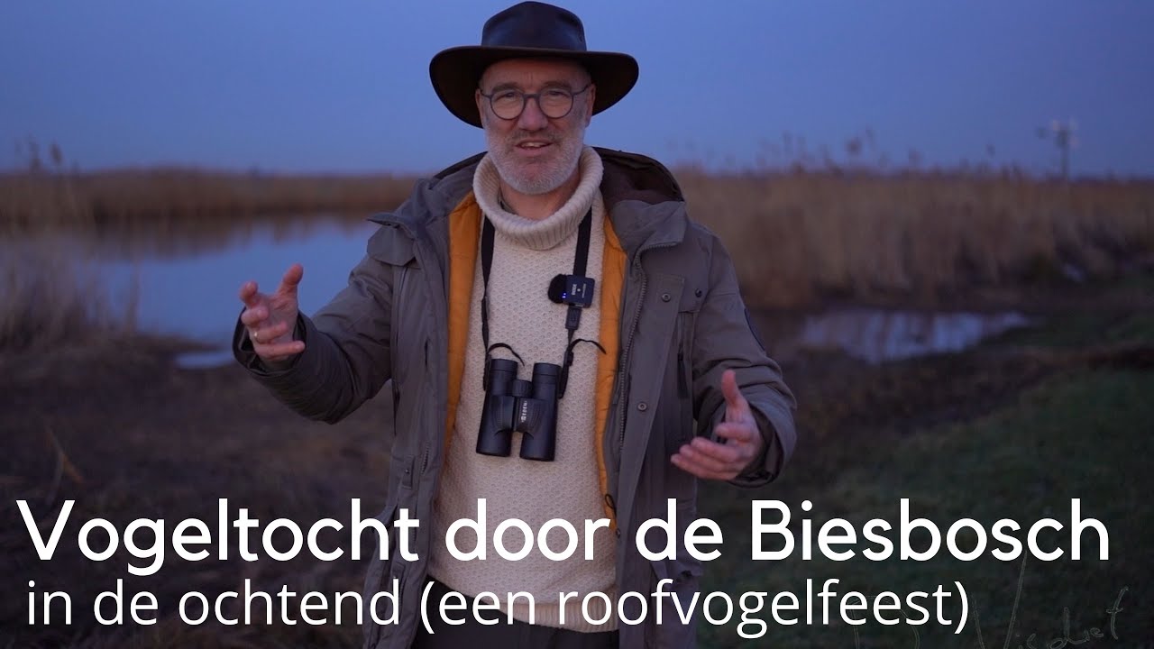 Vogeltocht door de Brabantse Biesbosch in de ochtend (een roofvogelfeest) #1705