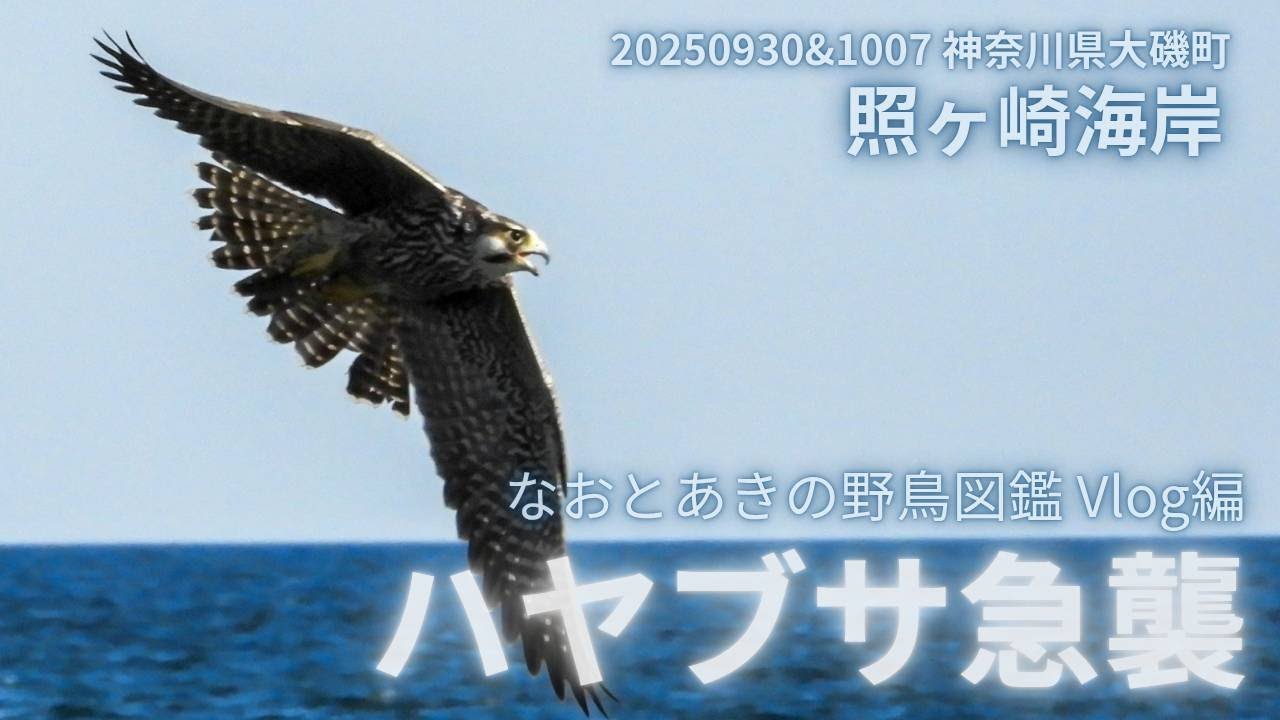 「ハヤブサ急襲」Vlog編 2025照ヶ崎海岸