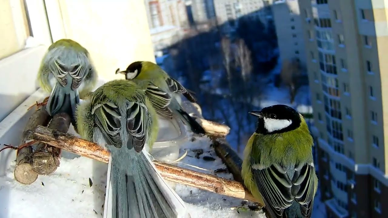 кормушка 13 эт. работает в холод -- 28 град.