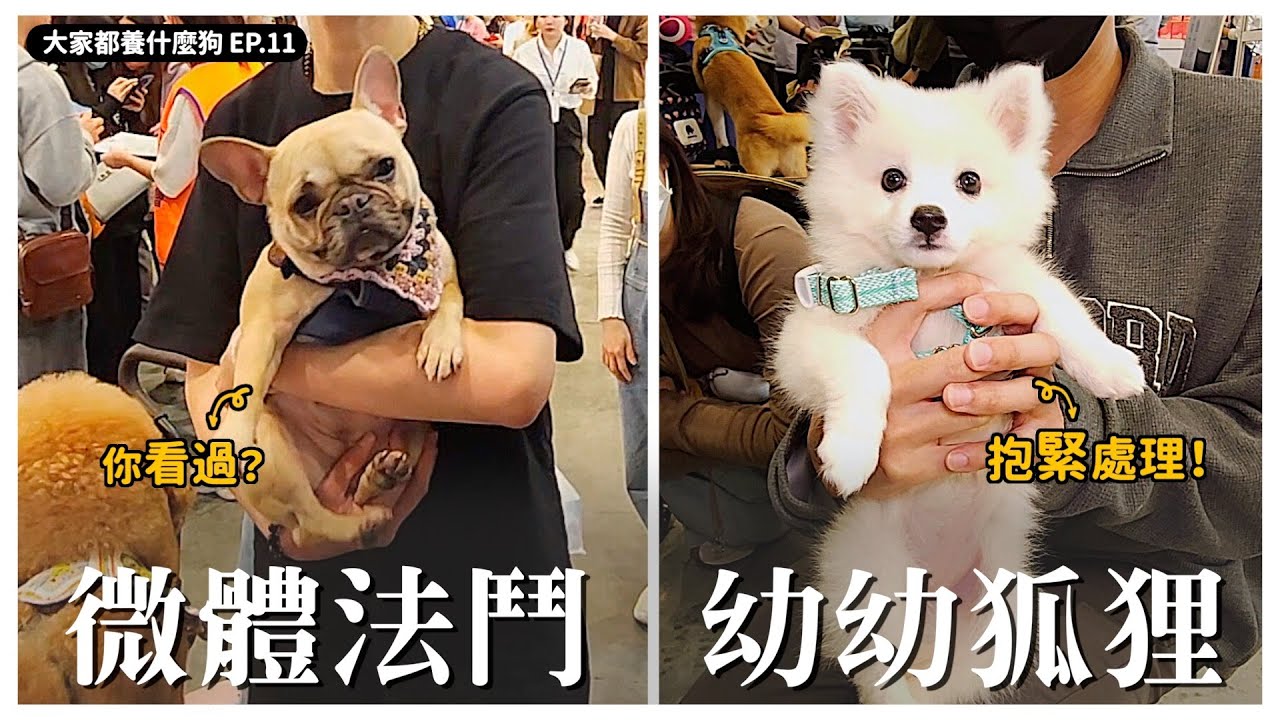 什麼！法鬥還有微體版？【大家都養什麼狗11】｜熊爸估狗　