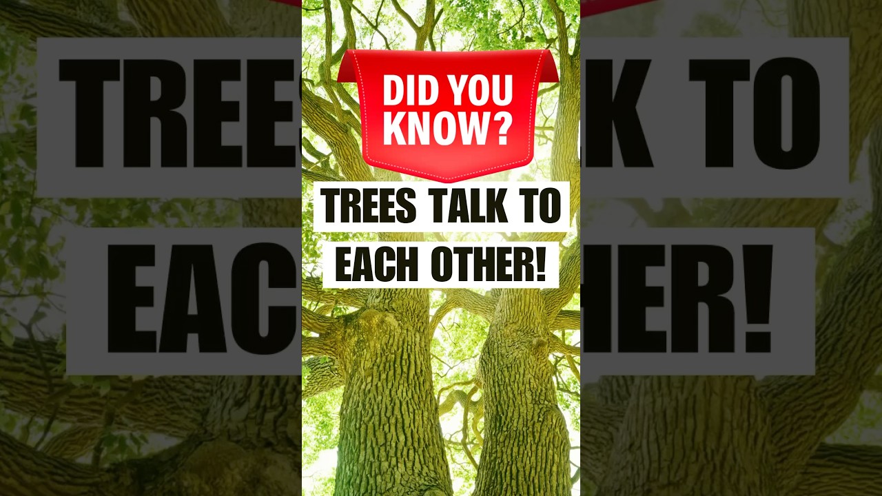 How Trees Talk To Each Other! Learn Their Secrets! #shorts #suzannesimard #tree #funfacts