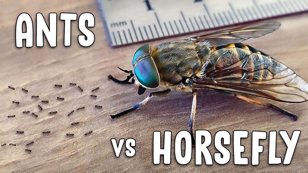 EPIC BATTLE - tiny ants vs HUGE horsefly