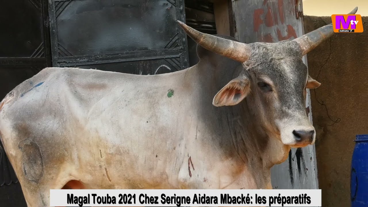 Magal Touba 2021: les temps fort....