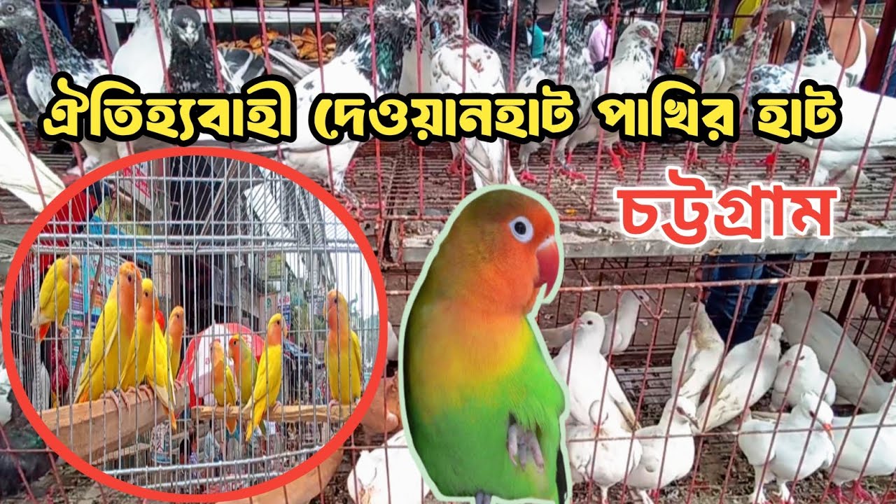 ঐতিহ্যবাহী দেওয়ানহাট পাখির বাজার, চট্টগ্রাম 📍