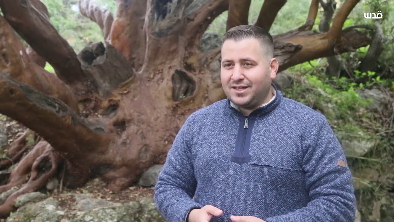 أقدم شجرة قيقب بفلسطين في قرية عين قينيا غرب رام الله....