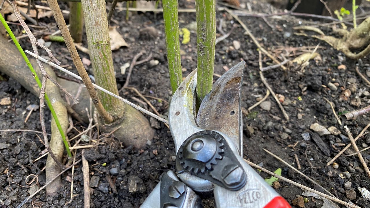 Extreme hard prune of Dogwood (Cornus stolonifera ‘Flaviramea’ or similar)