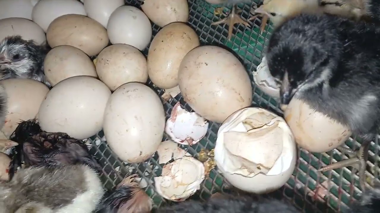 Continuação segundo dia da chocadeira ecológico,chegando aos 90% de aproveitamento. 