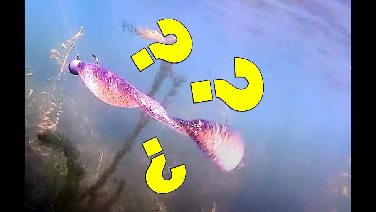TEJ GUMY SZCZUPAKI JESZCZE NIE WIDZIAŁY #zadziorvlog