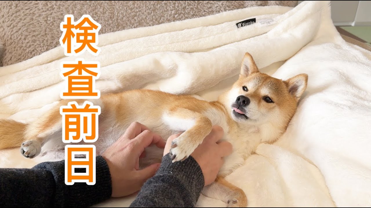 ここ最近で福ちゃんの一番良い状態で明日を迎えられそうです