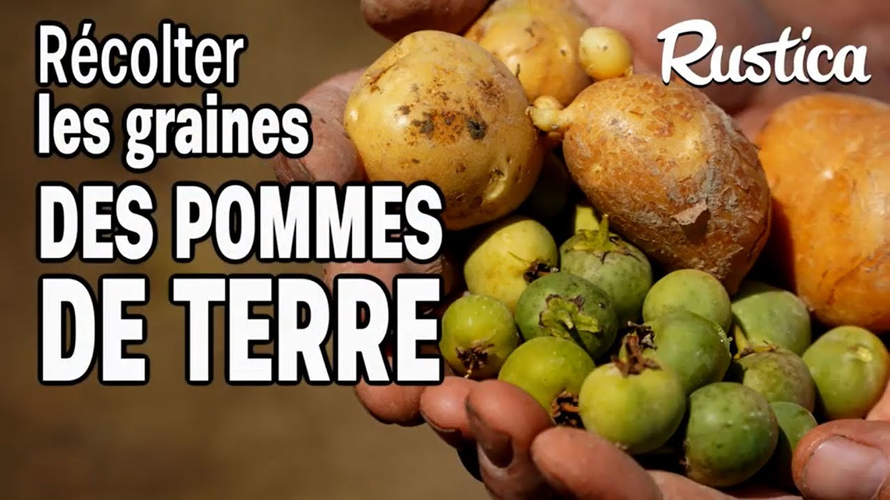 Pourquoi récolter les graines de pomme de terre ?