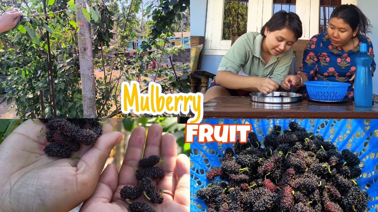 Fresh Mulberry fruit picking and eating😋|#mulberries  #mulberrytree#fruits@BandanaBasumatary17