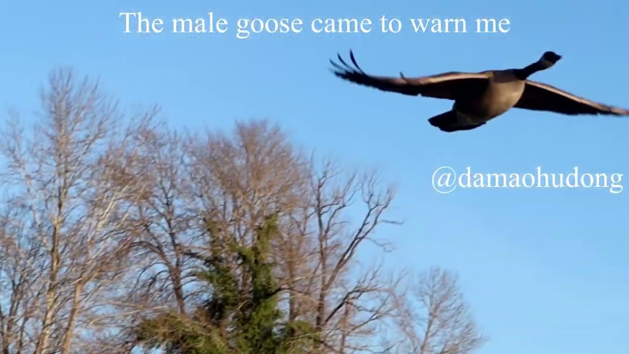 The male goose came to warn me
