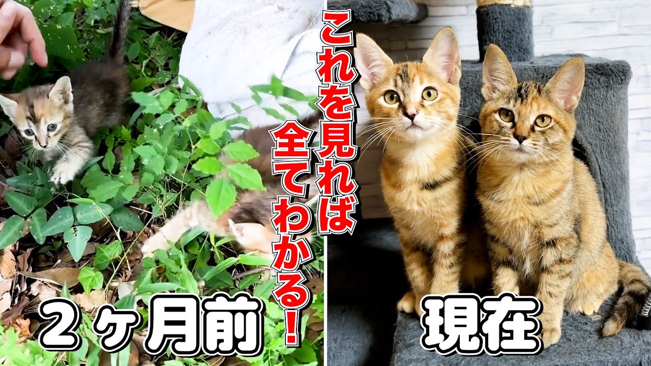 捨て子猫を保護してからの2か月間の成長記録！