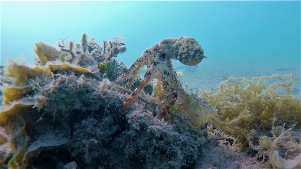 2020-07-26 - PMT dans la Baie des Citrons - Nouméa - Nouvelle Calédonie