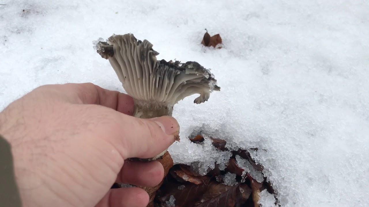 HYGROPHORUS MARZUOLUS (Marzuelo) 04/02/2019