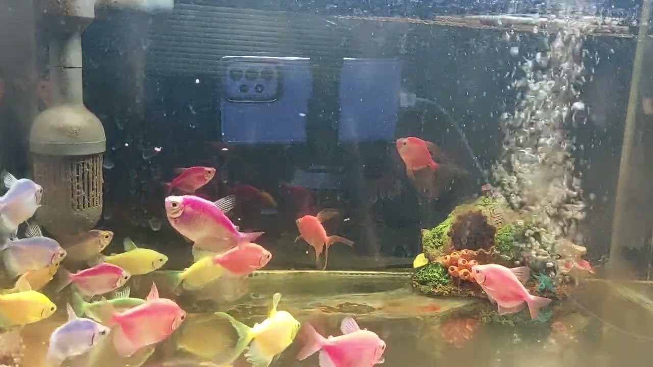 Relaxing Aquarium Fish Tank Sounds no music