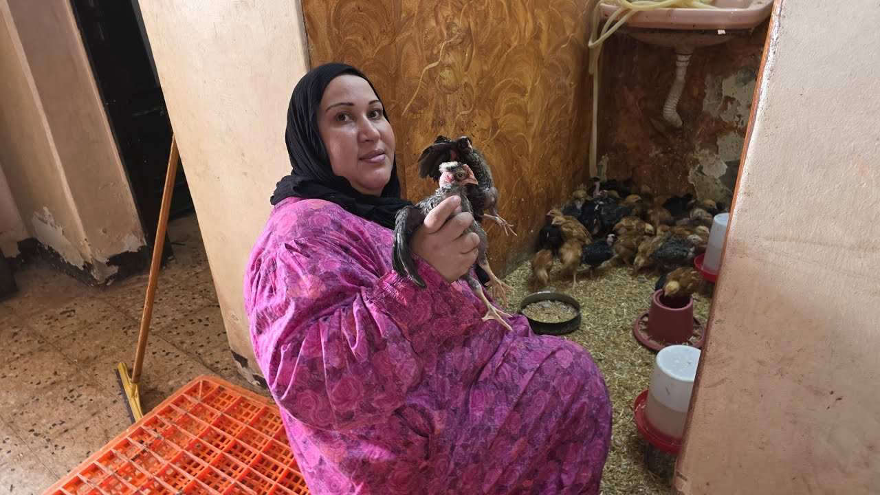لما وزنت الفراخ الساسو والجميزة بعد الوصفة دى اتصدمت بجد تعالوا نوزن الفراخ واقولكم على الوصفة السحر