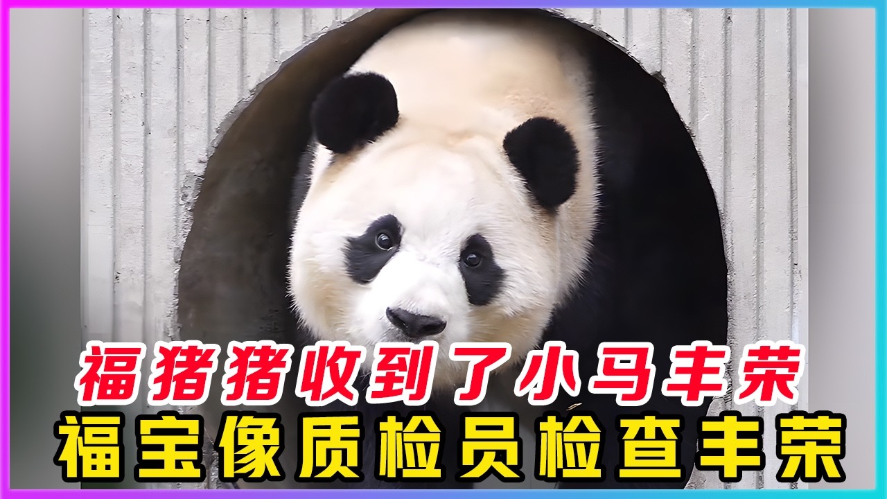 260217001特大好消息，今天福猪猪收到新年的第一份礼物，是杨奶爸送的红色小马摇摇车丰荣。