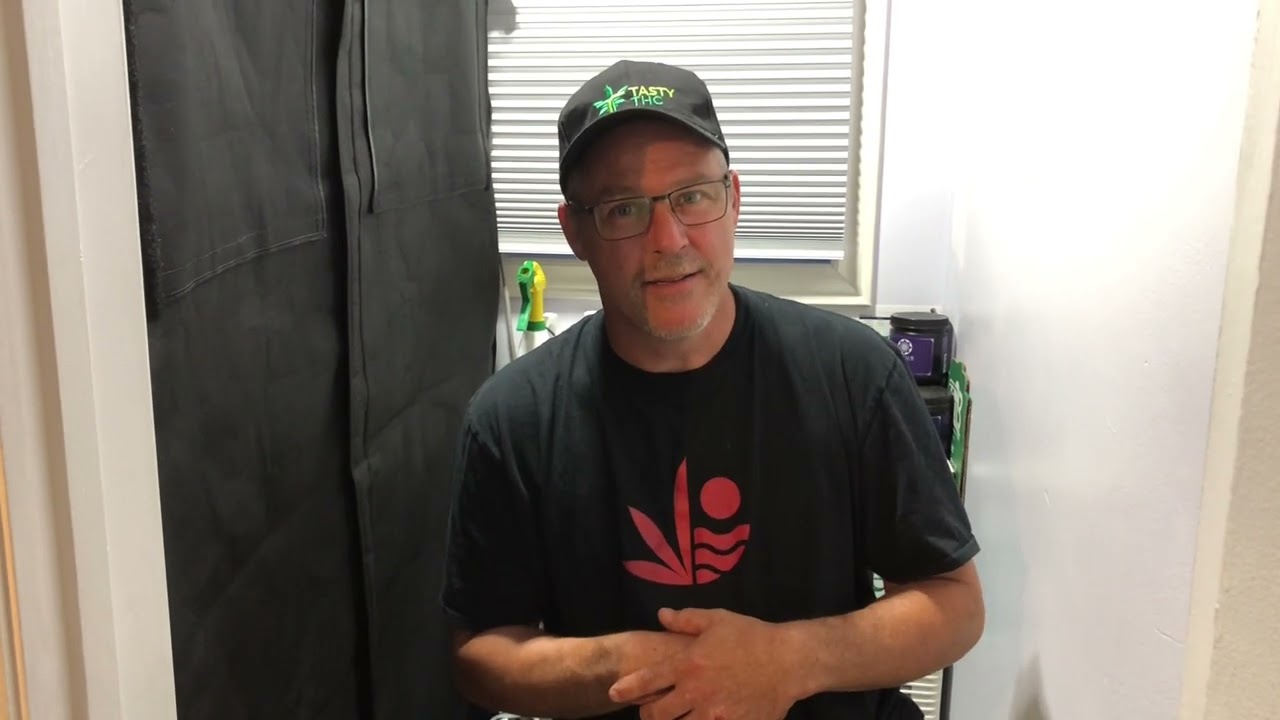 Kyles SkyWalker OG Day 51 #gsigrowoff#growstrongcupgrowoff #growstrongcup