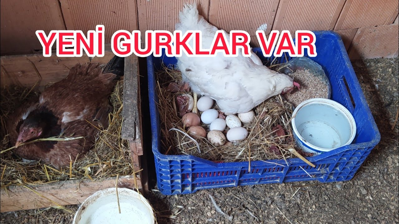 YENİ GURK TAVUKLAR VAR.