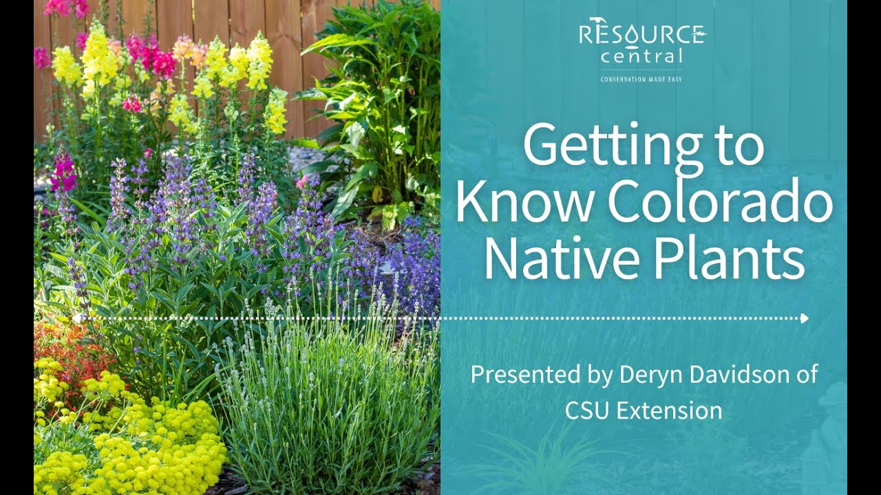 Getting to Know Colorado Native Plants