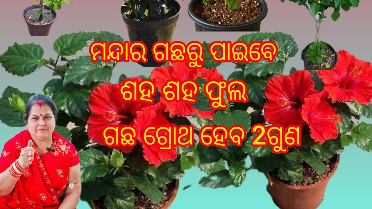 ମନ୍ଦାର ଗଛରୁ ପାଇବେ ଶହ ଶହ ଫୁଲ /ଗଛ ଗ୍ରୋଥ ହେବ 2ଗୁଣ /Hibiscus plant care 