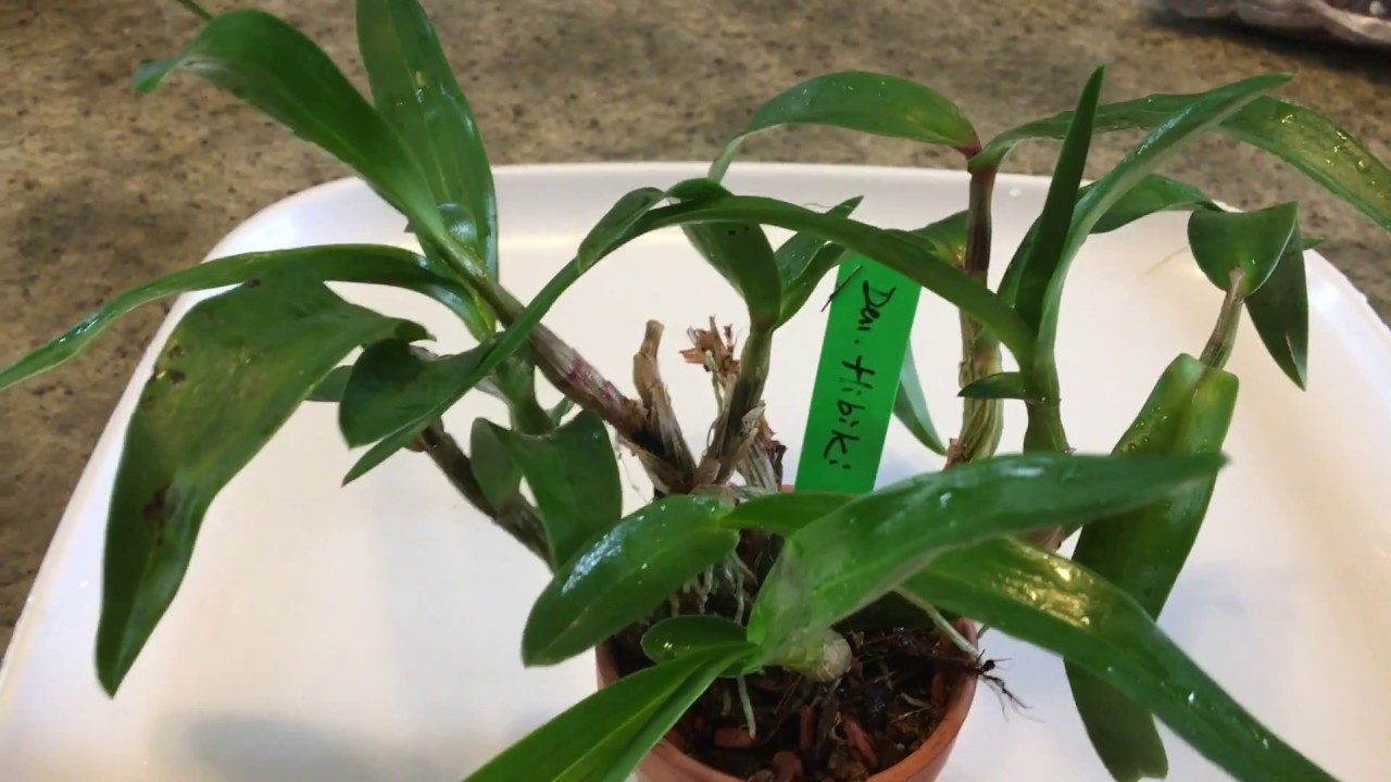 FernCrafts: Den. Hibiki repotting- Jan, 2017