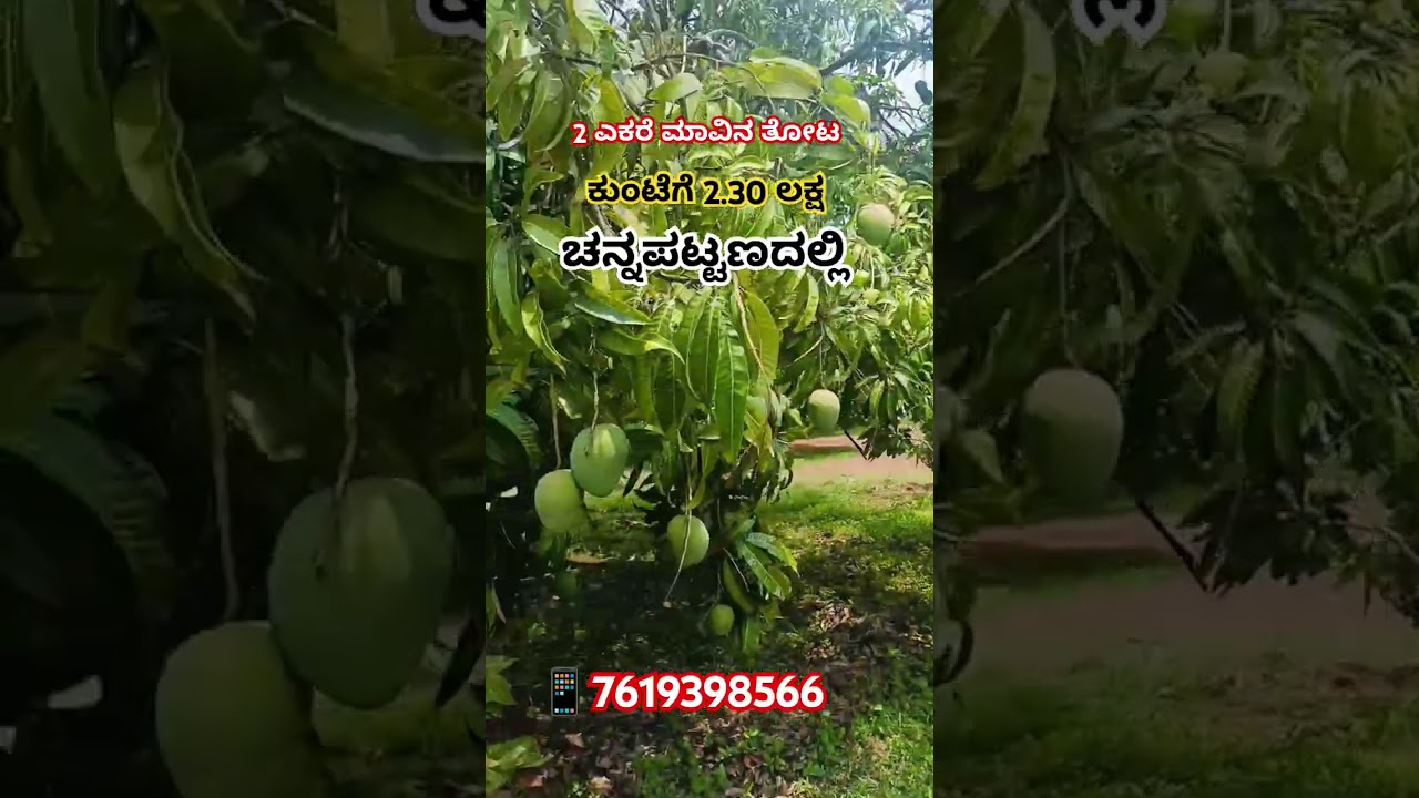 2 acer Mango 🥭 farm land for sale at Channapatna 📱7619398566